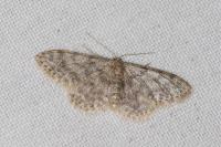 Idaea cervantaria