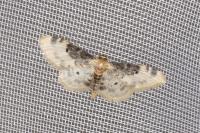 Idaea filicata