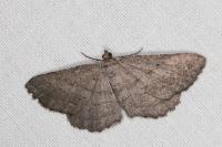 Rhoptria asperaria