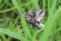 Autographa gamma