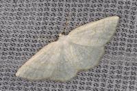 Cabera exanthemata