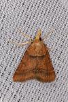 Stemmatophora rungsi