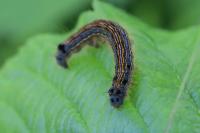 Malacosoma neustria