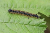 Malacosoma neustria