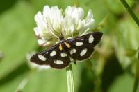 Anania funebris