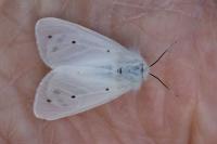Diaphora mendica