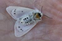 Diaphora mendica