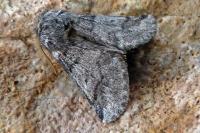 Thaumetopoea processionea