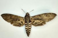 Agrius convolvuli