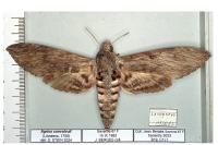 Agrius convolvuli