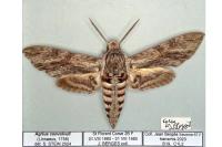 Agrius convolvuli