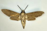 Agrius convolvuli