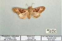 Phlogophora meticulosa