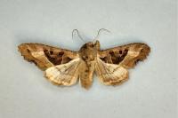Phlogophora meticulosa
