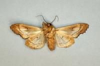 Phlogophora meticulosa