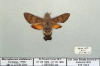 Macroglossum stellatarum
