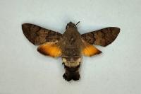 Macroglossum stellatarum