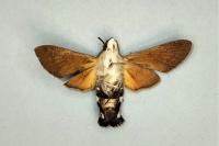 Macroglossum stellatarum