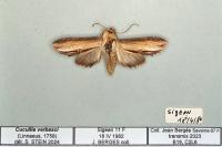 Cucullia verbasci