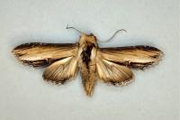 Cucullia verbasci