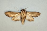 Cucullia verbasci