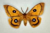 Aglia tau