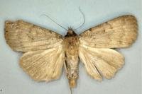 Apopestes spectrum