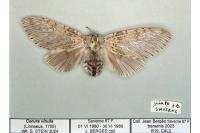 Cerura vinula