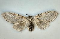Cerura vinula