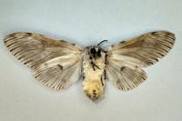 Cerura vinula