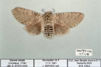 Cerura vinula
