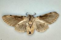 Cerura vinula