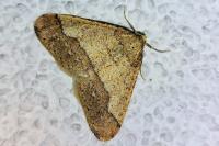 Phigaliohybernia marginaria