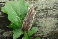 Lithophane semibrunnea