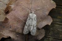 Lithophane ornitopus