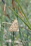 Loxostege comptalis