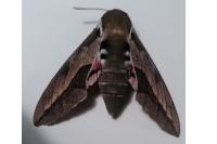 Hyles euphorbiae
