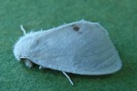Sphrageidus similis