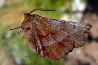 Selenia dentaria