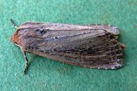 Nonagria typhae
