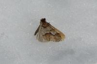 Erannis defoliaria