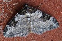 Xanthorhoe fluctuata