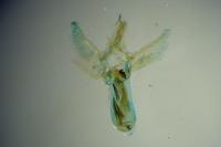 Eupithecia oxycedrata