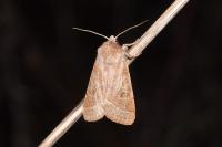 Orthosia cerasi