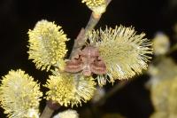 Orthosia gothica