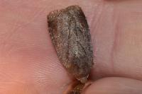 Conistra vaccinii/ligula