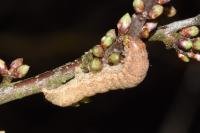 Noctua fimbriata