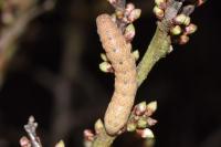 Noctua fimbriata