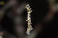 Opisthograptis luteolata