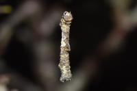 Opisthograptis luteolata